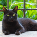 Make Plans for Your Pet
