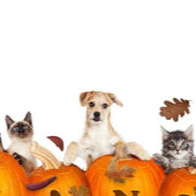 Pets at Halloween